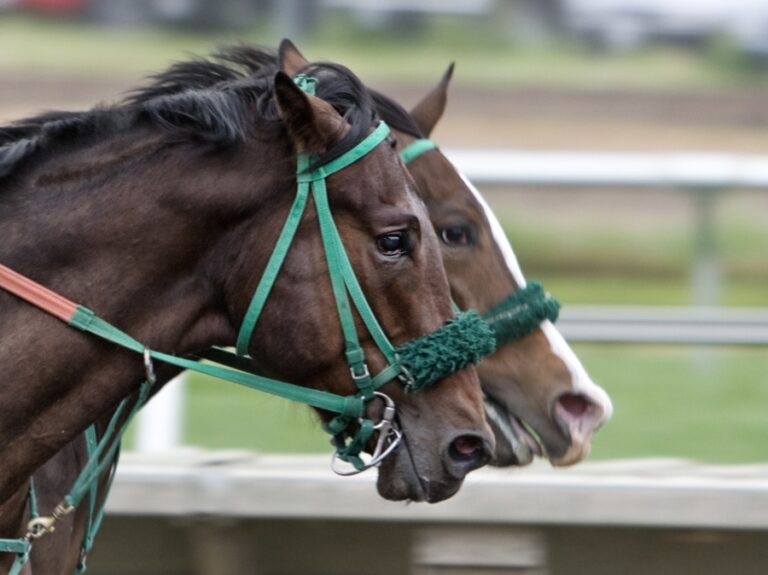 horse racing