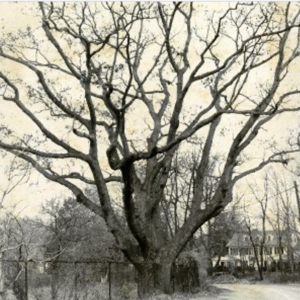 The Odell Oak on Odell Terrace circa 1969 – Photo Credit: Westchester County Historical Society