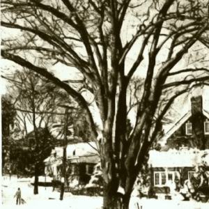 Fanshaw Oak 1969 Photo Credit: Herald Statesman -- staff