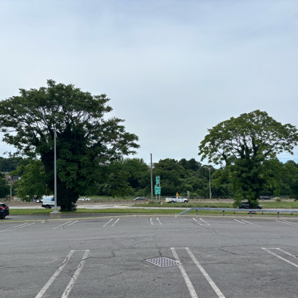 tree next to parking lot