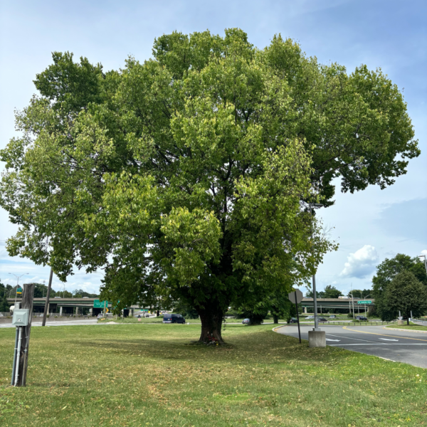 big tree