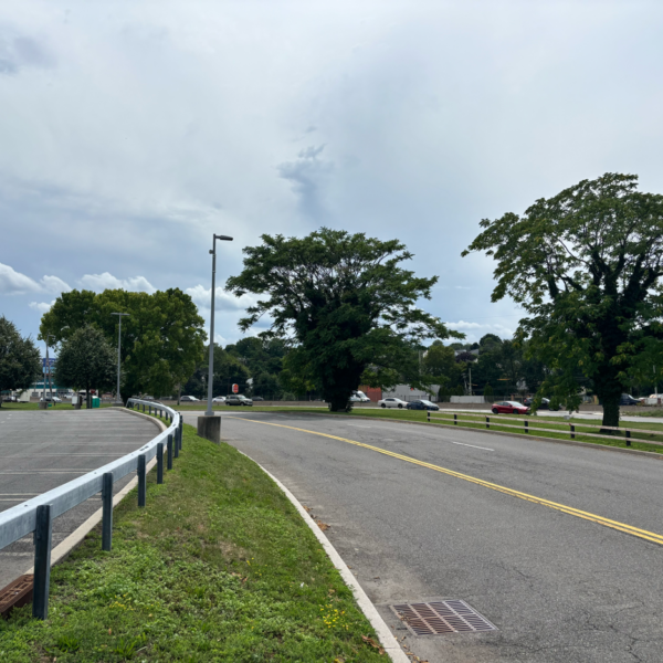 trees next to road