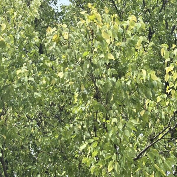 yellowing tree leave