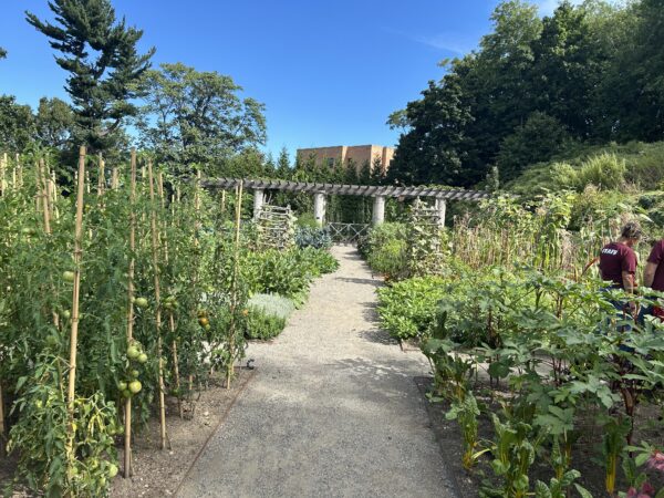 the vegetable garden