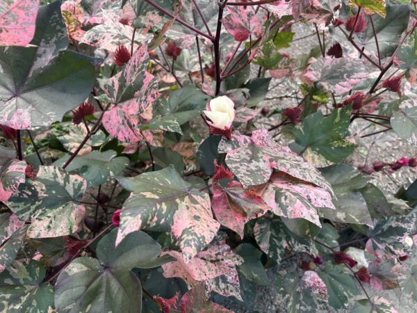 multi-colored leaves with a white flower