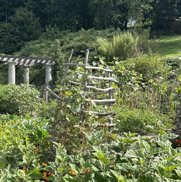 driftwood trellis