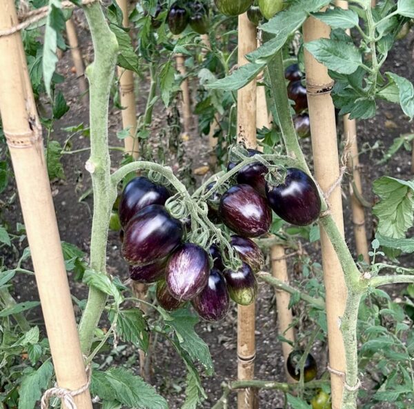 purple tomatos