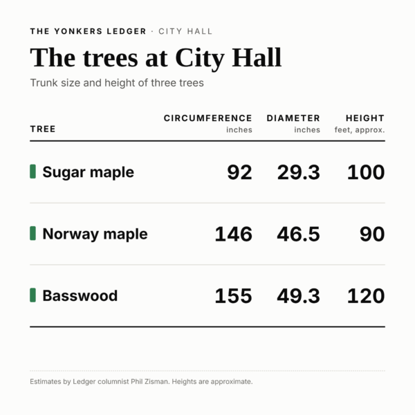 Size chart: “Table: Sugar maple, circumference 92 inches, diameter 29.3 inches, height about 100 feet. Norway maple, 146 inches, 46.5 inches, about 90 feet. Basswood, 155 inches, 49.3 inches, about 120 feet.”